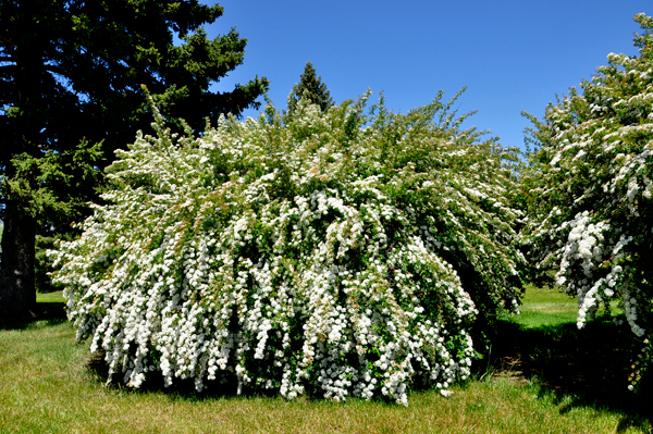 bushy tree